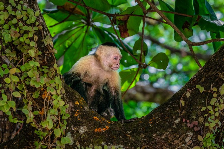 069 Manuel Antonio, kapucijnaap.jpg